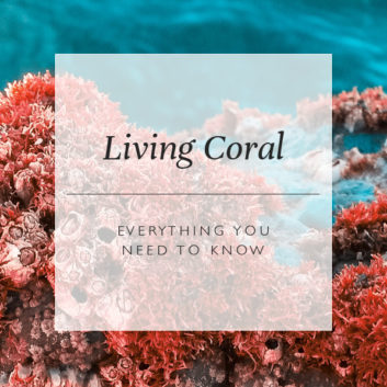 Living Coral: Everything You Need To Know About Colour Of The Year 2019 thumbnail