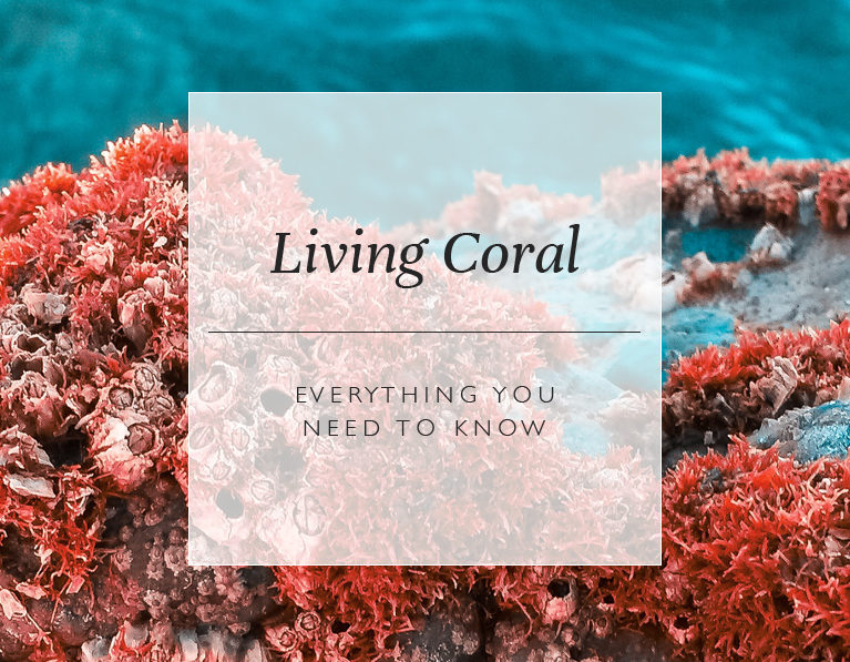 Living Coral: Everything You Need To Know About Colour Of The Year 2019