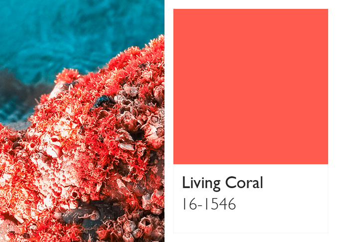 Living Coral sea, coral and swatch Pantone.